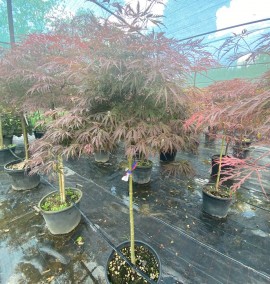 Клен ACER PALMATUM DISSECTUM GARNET C 15L 1/2 FUSTO  H 120